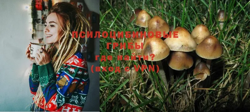 Псилоцибиновые грибы MAGIC MUSHROOMS  Зубцов 